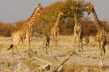 Vahşi savanadaki zürafa, Afrika Hayvanı 