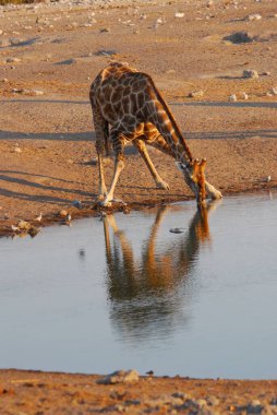 Vahşi savanadaki zürafa, Afrika Hayvanı 