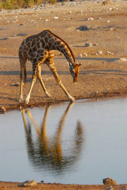 Vahşi savanadaki zürafa, Afrika Hayvanı 