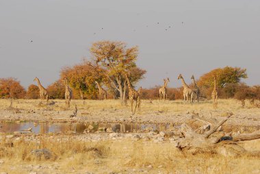 Vahşi savanadaki zürafa, Afrika Hayvanı 