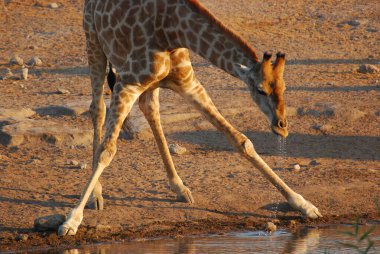 Vahşi savanadaki zürafa, Afrika Hayvanı 