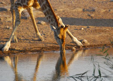 Vahşi savanadaki zürafa, Afrika Hayvanı 