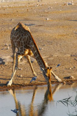 Vahşi savanadaki zürafa, Afrika Hayvanı 