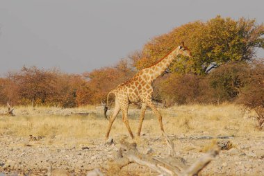 Vahşi savanadaki zürafa, Afrika Hayvanı 