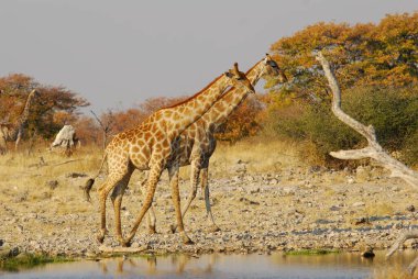 Vahşi savanadaki zürafa, Afrika Hayvanı 