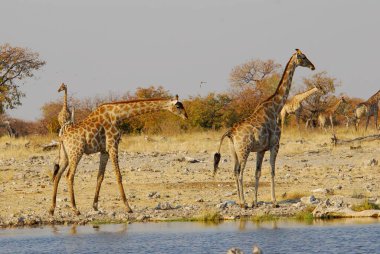 Vahşi savanadaki zürafa, Afrika Hayvanı 
