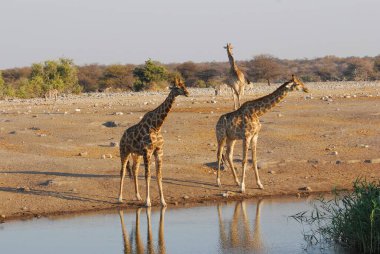 Vahşi savanadaki zürafa, Afrika Hayvanı 