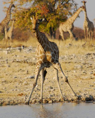 Vahşi savanadaki zürafa, Afrika Hayvanı 