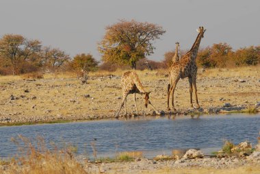 Vahşi savanadaki zürafa, Afrika Hayvanı 