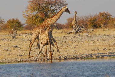 Vahşi savanadaki zürafa, Afrika Hayvanı 