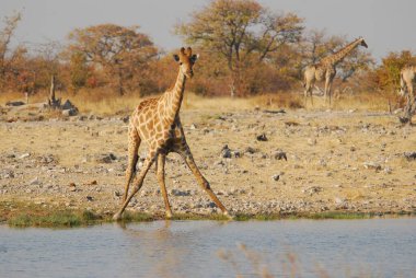 Vahşi savanadaki zürafa, Afrika Hayvanı 