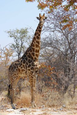 Zürafa, zürafa camelopardalis, etosha Ulusal Parkı, Namibya, Afrika