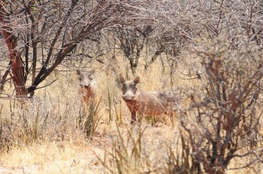 Ormanda genç bir geyiğin güzel bir fotoğrafı.