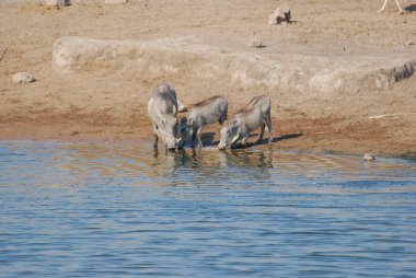 Şirin bir Afrikalı babunun yakın çekimi.
