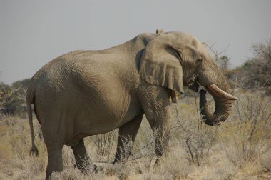 Kenya 'da savanadaki fil