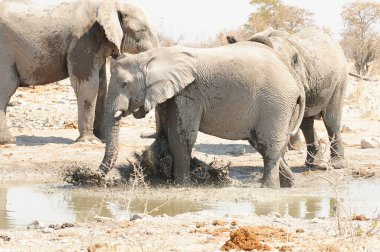 Afrika filleri Namibya, Afrika 'da bir su birikintisinde