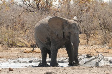 Kenya savanındaki fil