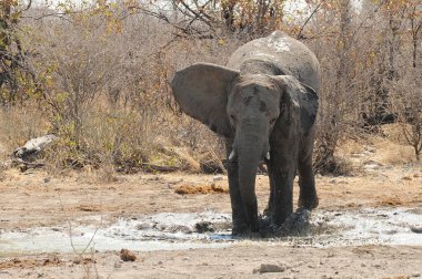 Kenya Ulusal Parkı 'ndaki nehirde çamurda yürüyen bir fil.