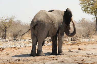 Kuru çimlerin üzerinde duran bir filin yakın plan çekimi.