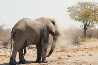 Parktaki büyük Afrika fili