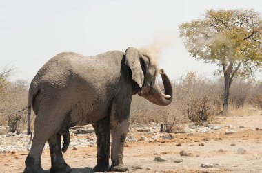 Fil Namibya etkin Milli Parkı