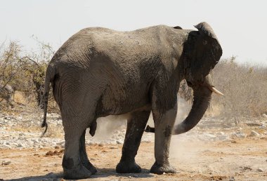 Afrika fili Namibya 'daki Etoşa Ulusal Parkı' nda.