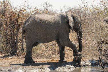 Afrika fili Kruger Ulusal Parkı, Güney Afrika