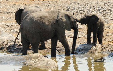 Afrika savanındaki fil.