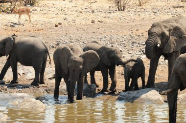 Sudaki bir grup Afrika fili.