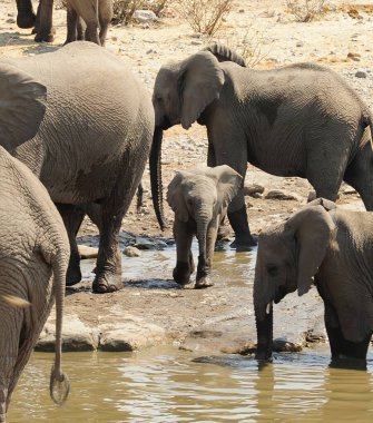Afrika fili su birikintisinde