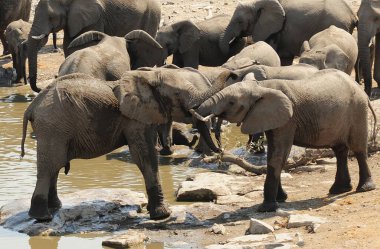 Afrika vahşi yaşamında filler