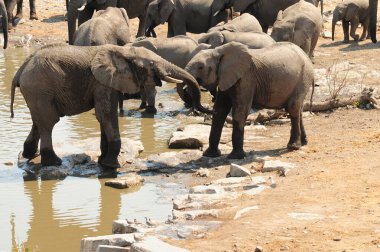 Afrika fili Güney Afrika 'daki Kruger Ulusal Parkı' nda.