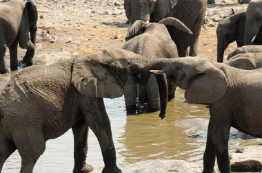 Ziyarette200 Afrika fili