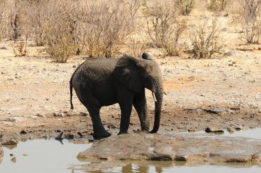 Sudaki şirin bir filin yakın çekimi.