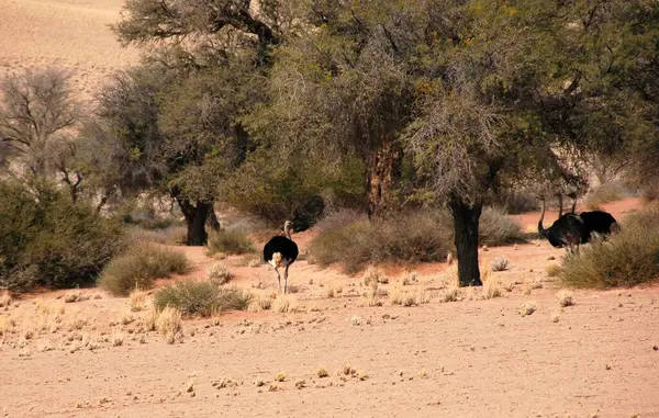 Afrika çölündeki vahşi Afrika hayvanları, Namibya