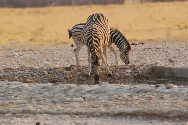 Çayırdaki zebra