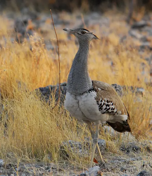 Yerdeki güzel kuşlar