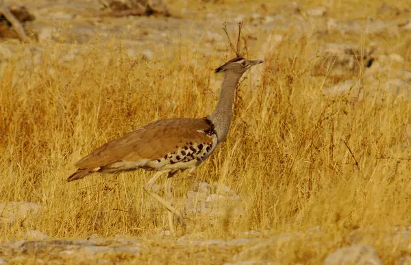 Çölde güzel bir kuş