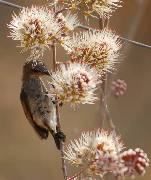 Güzel bir kuş görüntüsü.