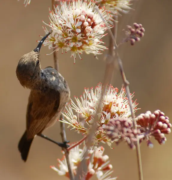 Güzel bir kuşun seçici odak noktası.