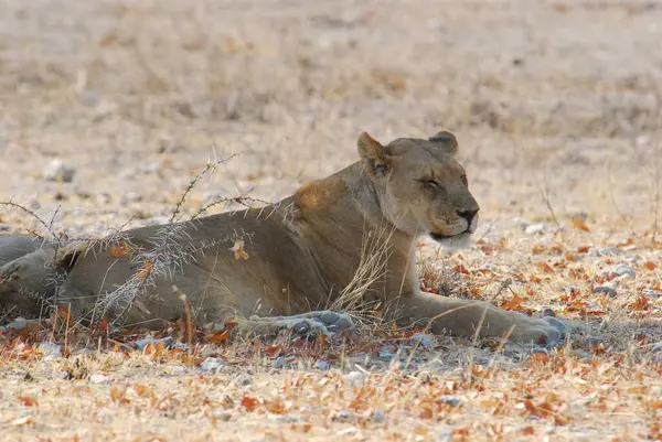 Vahşi bir Afrika aslanı kumdaki çimlerin üzerinde yatıyor.