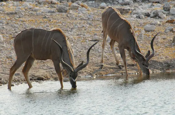 Vahşi Afrika antilopları.