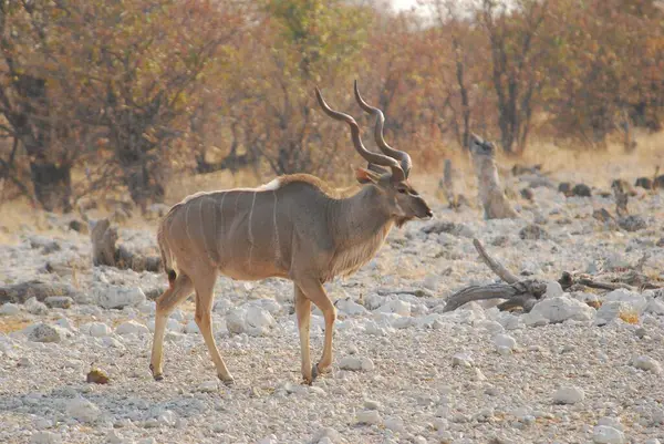 Afrika bozkırlarında güzel bir geyik.