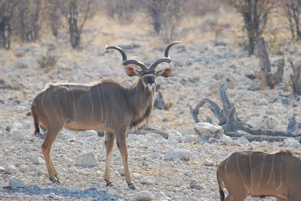 Ulusal park, etosha ulusal parkı, namibya, Afrika 'da kudu antilopları (gelthous streeros).