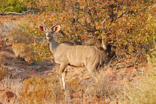 Çayırda dişi bir antilop.