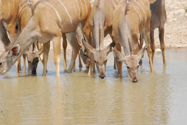 # Sudaki vahşi geyikler #