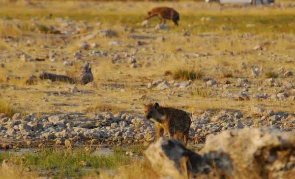 Namibya, Afrika 'da vahşi ördek sürüsü