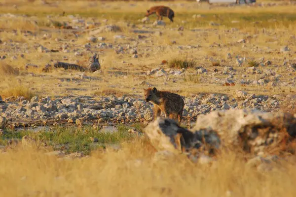 Bir koyun sürüsü ve bir kedi.