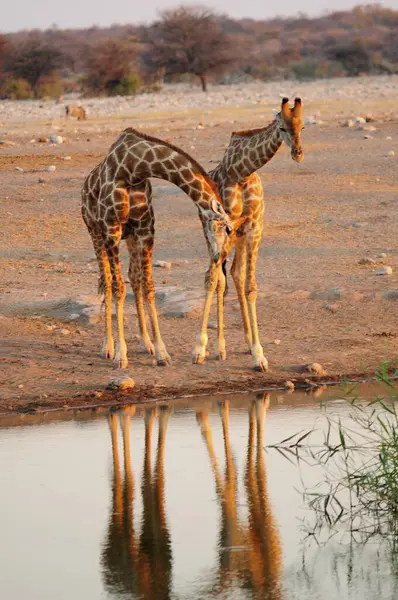 Giraffa Giracamelopardalis Etoşa Ulusal Parkı 'nda su içiyor.