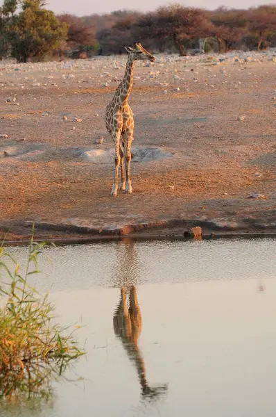 Vahşi savanadaki zürafa, Afrika Hayvanı 
